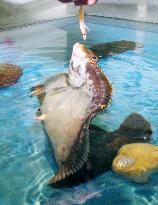 'Jumping' slime flounders attract visitors at Japanese aquarium