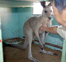 Kangaroo escapes from zoo, recaptured in rice field