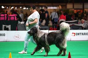 LATVIA-RIGA-DOG AND CAT SHOW