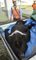 Bear shot dead at Japan school