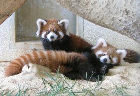 Lesser panda twin cubs