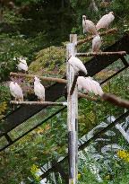 Crested ibises in Sado, Niigata Pref.