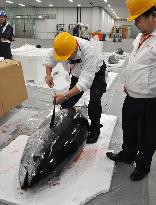 Tuna arrive at Haneda int'l cargo terminal