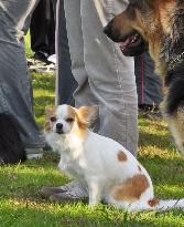 Chihuahua passes police dog exam