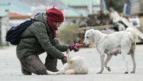 Pets help on Yeonpyeong Island