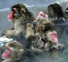 Monkeys get hot springs treat