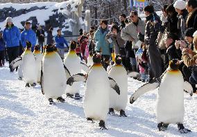 Season's penguin marching begins at zoo