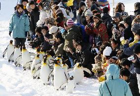 Season's penguin marching begins at zoo