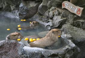 Capybaras get hot bath treat