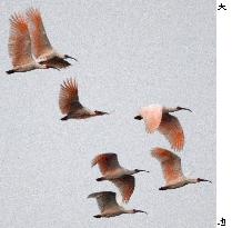 Crested ibises in China