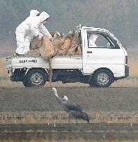 Bird flu hits endangered cranes in Japan