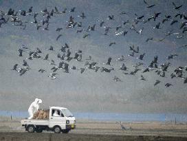 Bird flu hits endangered cranes in Japan