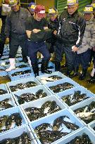 New Year globefish auction in Shimonoseki
