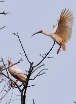 Crested ibis sanctuary in China
