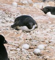 Adelie penguins around south pole