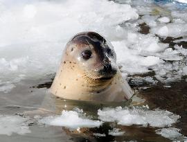Seal popping in at Hokkaido zoo