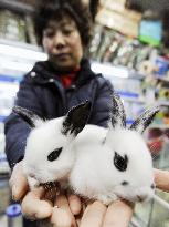 'Panda rabbit' popular in China