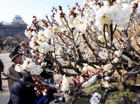 Japanese apricot flowers in bloom