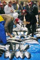 Catch of yellowtail in Toyoma Pref. jumps 30-fold