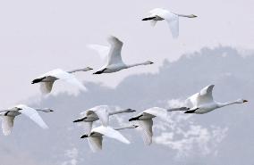 Swans begin migration north from western Japan