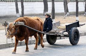 N. Korea prepares for leader Kim's 69th birthday