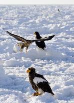 Steller's sea eagles on drift ice