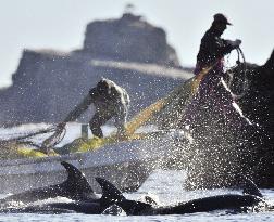 Dolphin hunt in Taiji