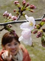 Cherry trees start blooming in Fukuoka