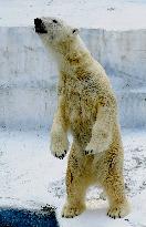 Polar bear 'bride' unveiled at Osaka zoo