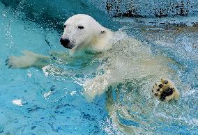 Polar bear 'bride' unveiled at Osaka zoo