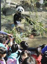 Pandas debut at Tokyo's Ueno Zoo