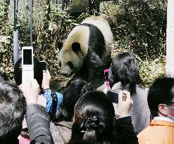 Pandas debut at Tokyo's Ueno Zoo