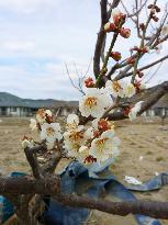 Plum tree flowers in quake-hit Ishinomaki