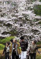 Evacuees view cherry blossoms in Tokyo