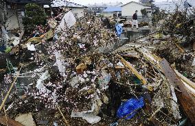 Plum tree blossoms in the rubble