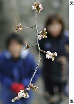 Cherry blossoms in tsunami-hit areas