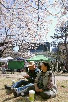 Cherry blossoms in tsunami-hit areas