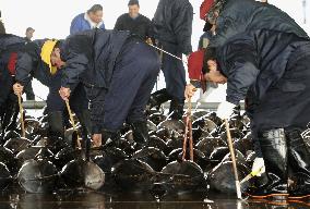 1st fish haul landed at Shiogama port since quake-tsunami
