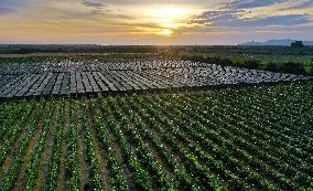 CHINA-HAINAN-DONGFANG-YELLOW PITAYA (CN)