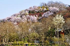 Cherry blossoms in Fukushima