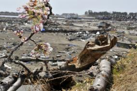 Cherry blossom blooms in Miyagi