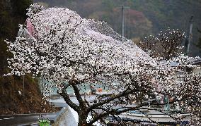 Tsunami aftermath in Onagawa