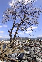 Cherry tree in tsunami-hit Ofunato