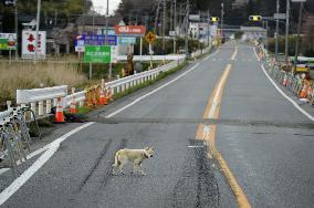 Dog in deserted town near Fukushima plant