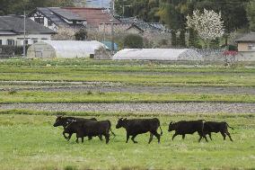 Cattle in deserted town near Fukushima plant