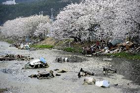 Cherry blossoms in disaster area
