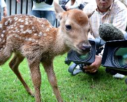 Baby deer in Nara Park