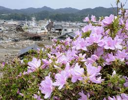 Azaleas bloom in disaster-hit Kesennuma