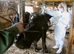 Radiation screenings on cattle in village of Iitate