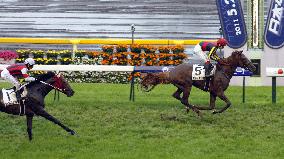 Orfevre wins Japanese Derby